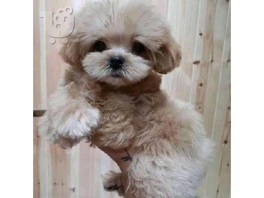 Kc κουτάβια καταχωρημένα maltipoo